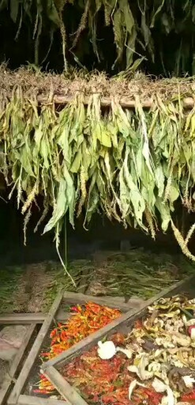 见血清干品需要联系我哦