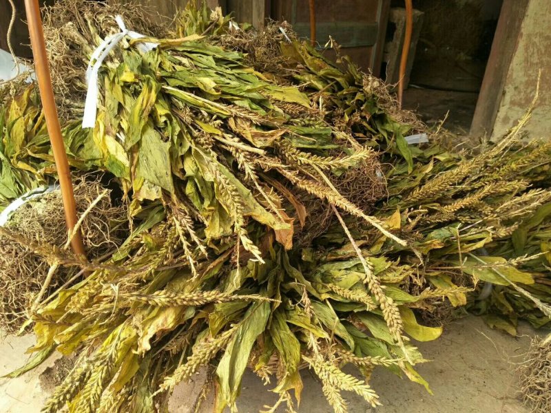见血清干品需要联系我哦