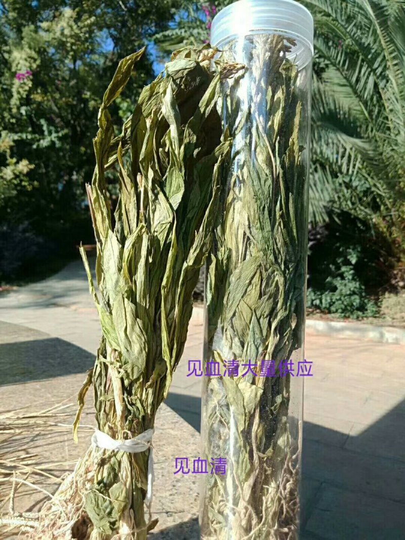 见血清干品需要联系我哦