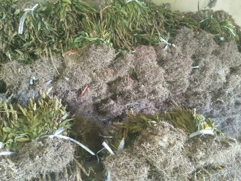 见血清干品需要联系我哦