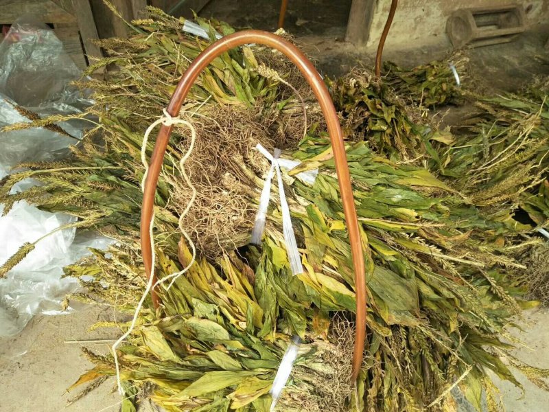见血清干品需要联系我哦