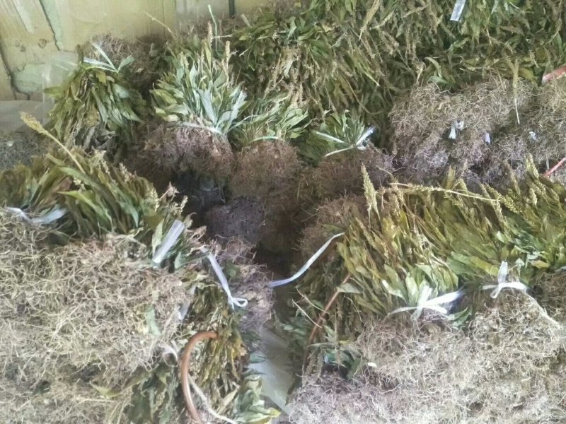 见血清干品需要联系我哦