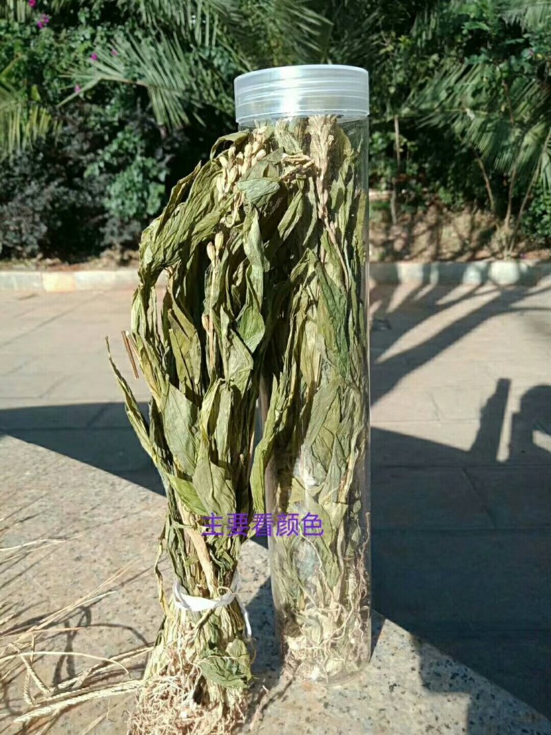 见血清干品需要联系我哦