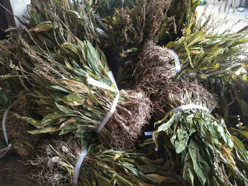见血清干品需要联系我哦