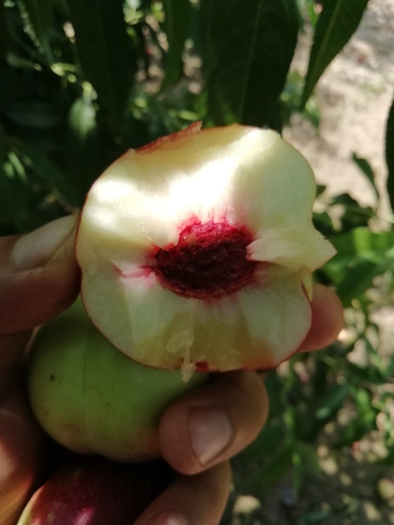 【推荐】珍珠油枣油桃陕西油桃基地直发一手货源价格美丽