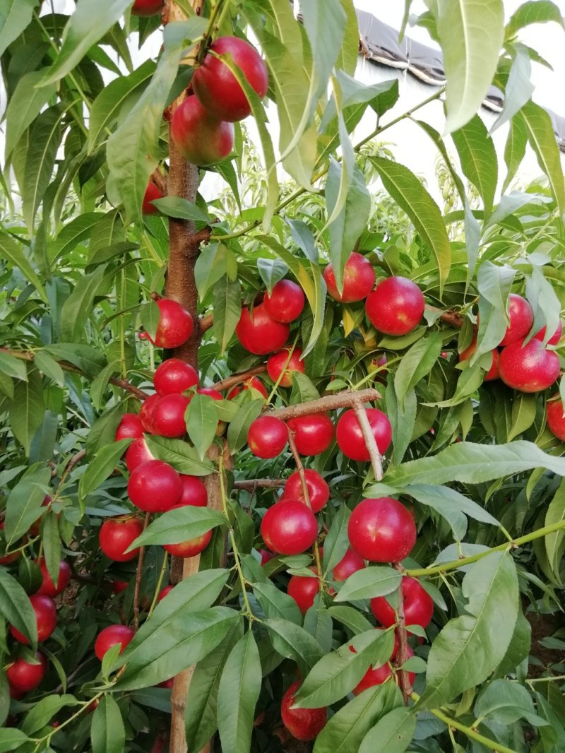 【推荐】珍珠油枣油桃陕西油桃基地直发一手货源价格美丽