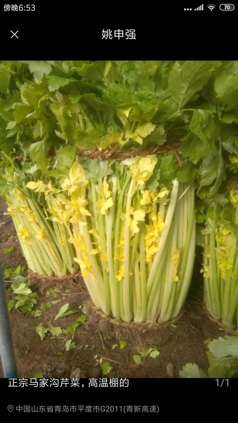 马家沟芹菜