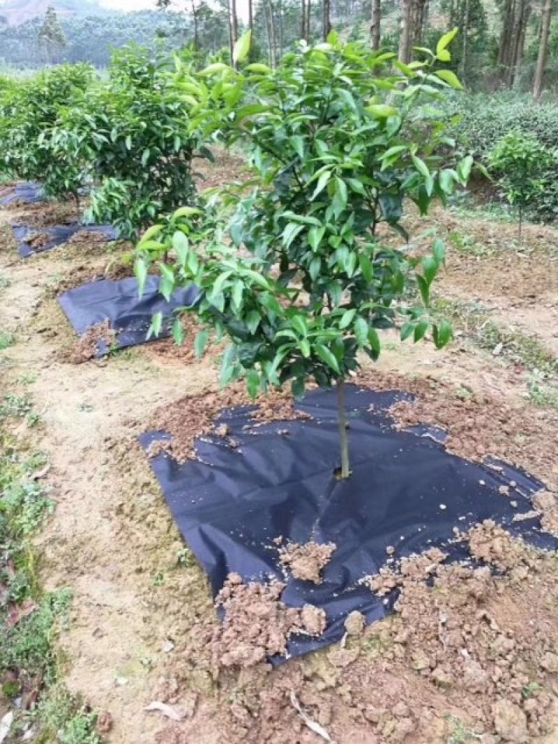 生态降解除草布防草布地布地垫绿色除草布透气保湿