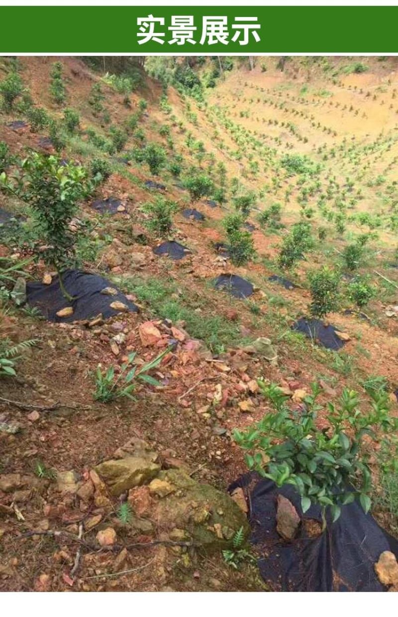 生态降解除草布防草布地布地垫绿色除草布透气保湿