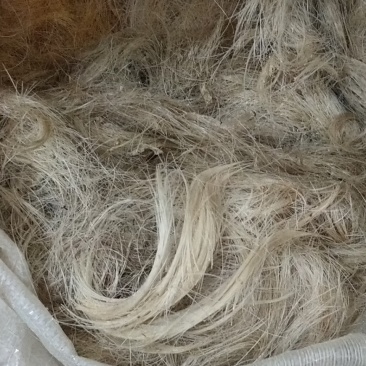 猪毛