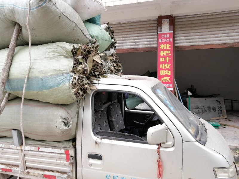 枇杷叶，产地直供，货源充足价格美丽！