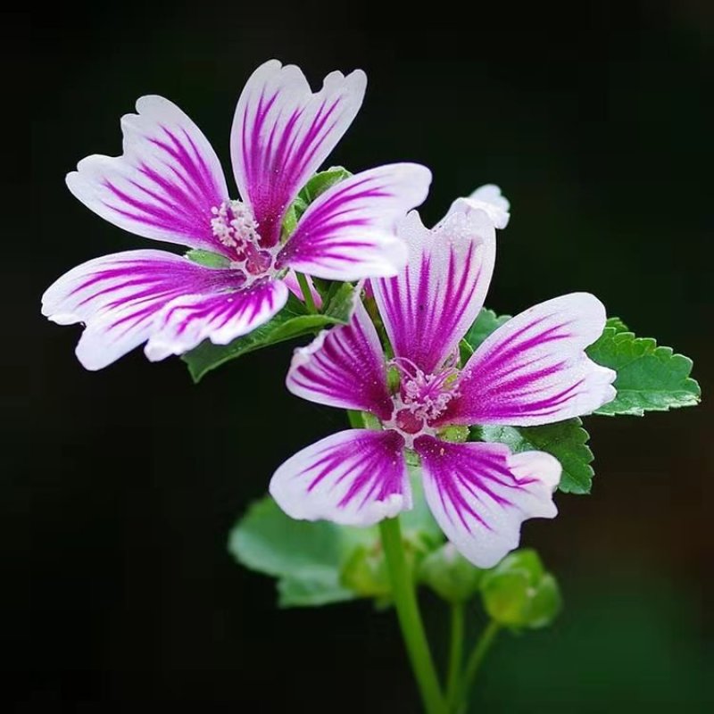 公园花海专用草花种籽锦葵种子小白淑气花荆葵金钱紫花葵棋盘