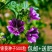 公园花海专用草花种籽锦葵种子小白淑气花荆葵金钱紫花葵棋盘