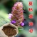 夏枯草种籽夏枯草中药材夏枯草苗夏枯草种籽夏谷草夏古草
