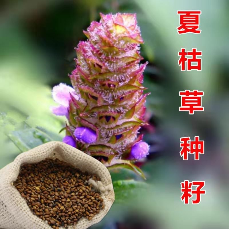 夏枯草种籽夏枯草中药材夏枯草苗夏枯草种籽夏谷草夏古草