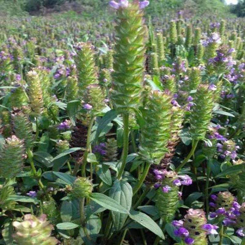 夏枯草种籽夏枯草中药材夏枯草苗夏枯草种籽夏谷草夏古草
