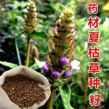 夏枯草种籽夏枯草中药材夏枯草苗夏枯草种籽夏谷草夏古草