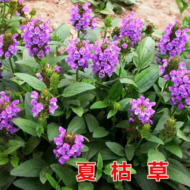 夏枯草种籽夏枯草中药材夏枯草苗夏枯草种籽夏谷草夏古草