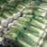 窖储大白菜（北京三号）大量供货，需要的联系