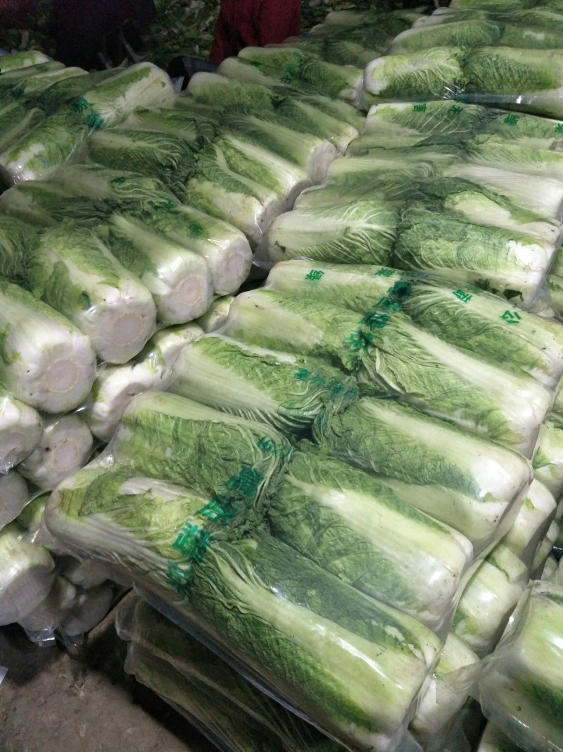 窖储大白菜（北京三号）大量供货，需要的联系