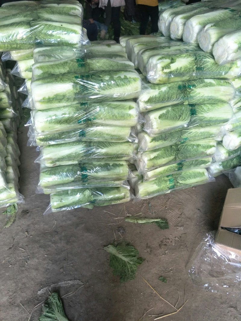 窖储大白菜（北京三号）大量供货，需要的联系