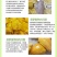 【招代理】海南黄肉菠萝蜜35-40斤支持各平台一件代发。