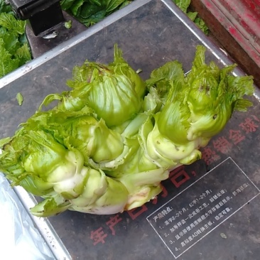 儿菜