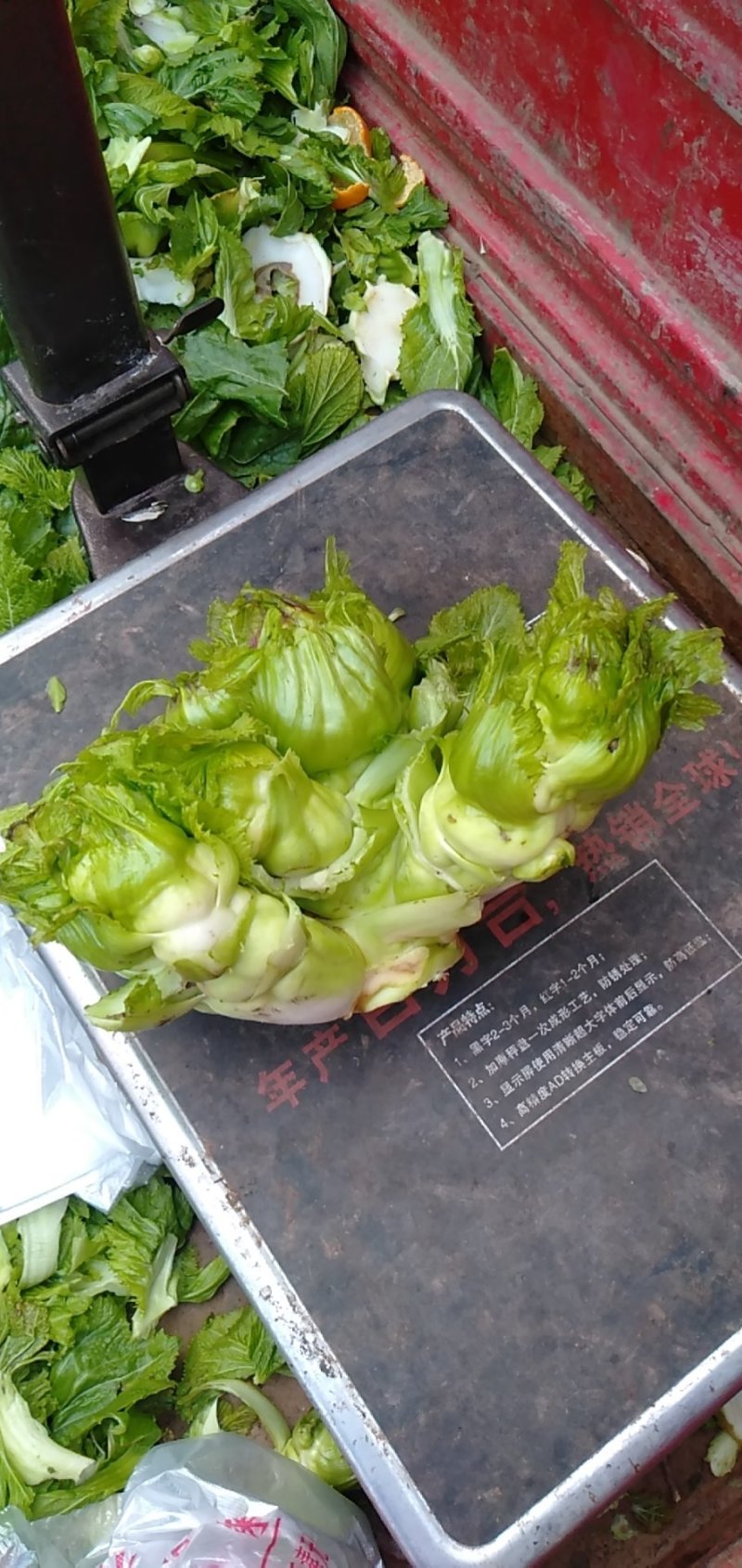 儿菜