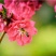 桃花桃花苗碧桃花苗广西桂林大红碧桃花苗