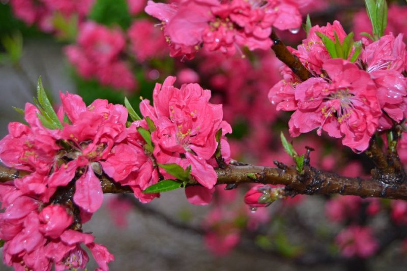 桃花桃花苗碧桃花苗广西桂林大红碧桃花苗