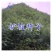 新采黄花槐种子黄槐种子黄金树种子赏花绿化树种子包邮