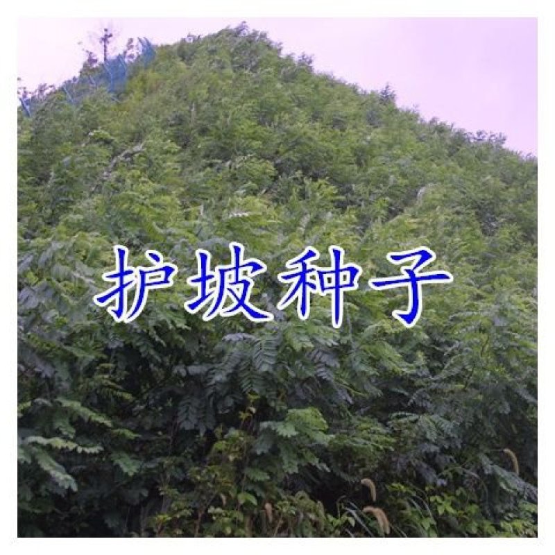 新采黄花槐种子黄槐种子黄金树种子赏花绿化树种子包邮