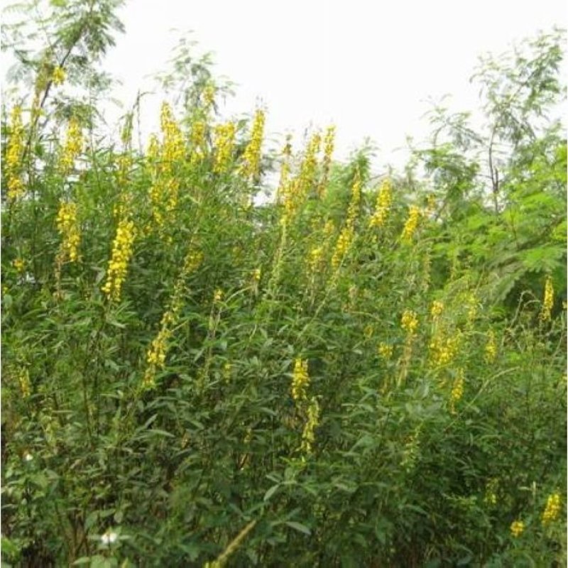 新采黄花槐种子黄槐种子黄金树种子赏花绿化树种子包邮
