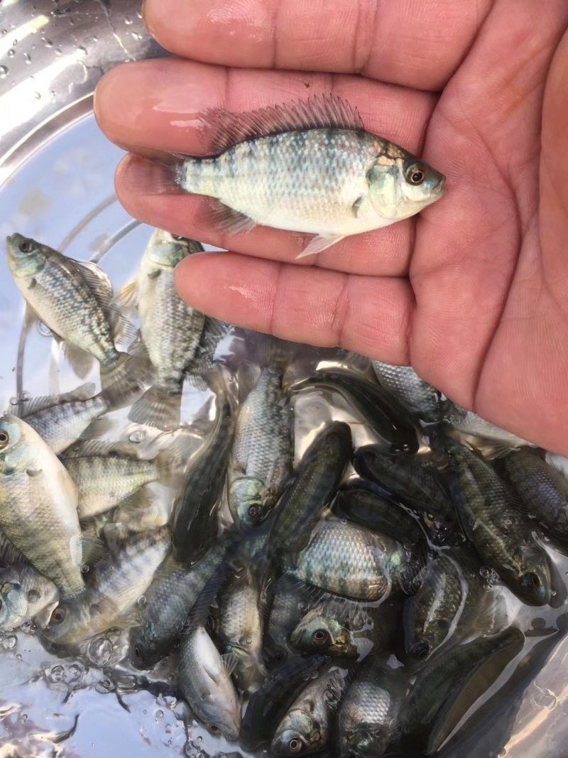 【罗非鱼苗】脆肉罗非苗耐高温快大料比低苗场直发