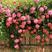 黄刺玫红刺玫种子带刺玫瑰花种子包邮园林绿化观赏开花当年新