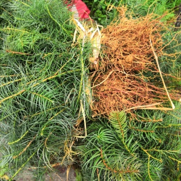 杉木苗刺杉，不是落叶杉，