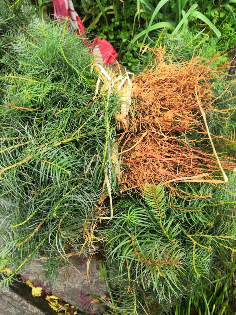 杉木苗刺杉，不是落叶杉，