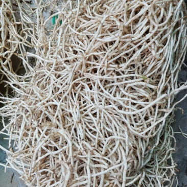 鱼腥草