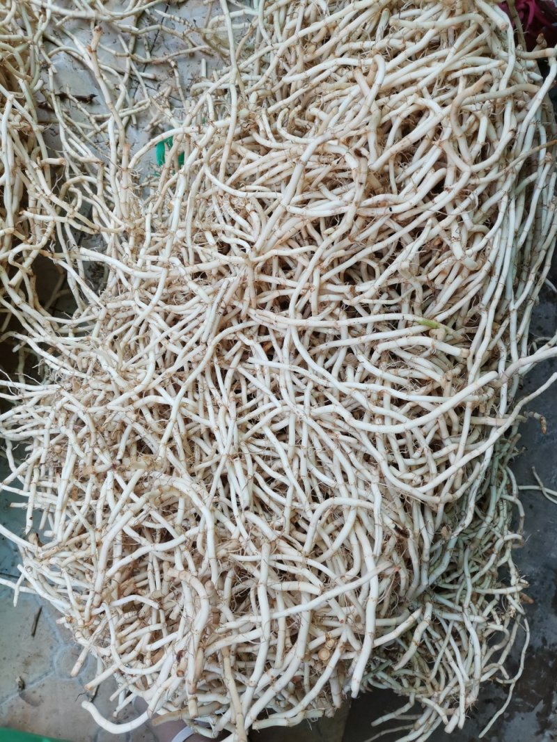 鱼腥草