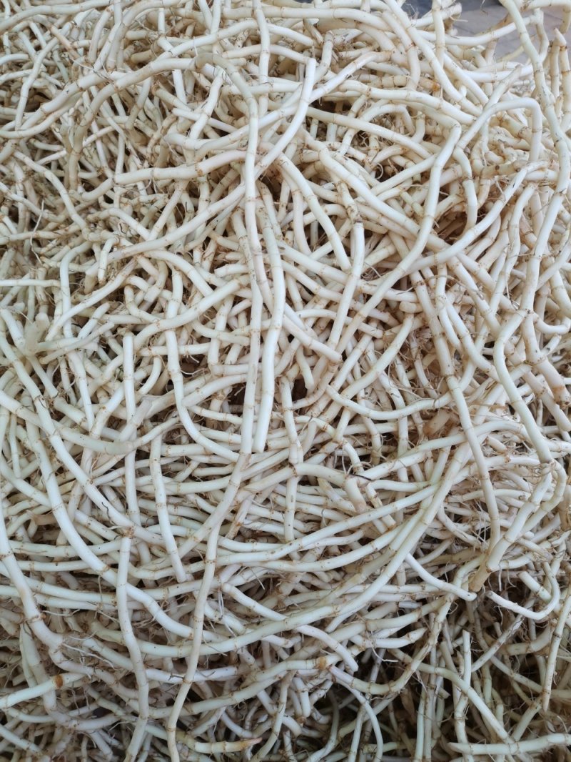 鱼腥草