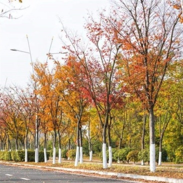 乡土苗木乌桕树供应乌桕价格3-30公分乌桕