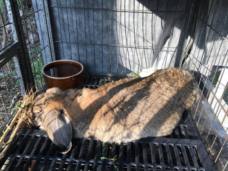 纯种公羊兔、常年出售公羊兔幼兔、青年兔、成年兔