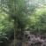 三角枫价格风景行道树三角枫基地工程苗供应