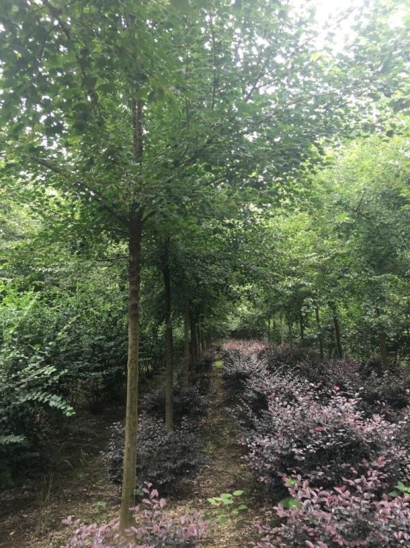 三角枫价格风景行道树三角枫基地工程苗供应