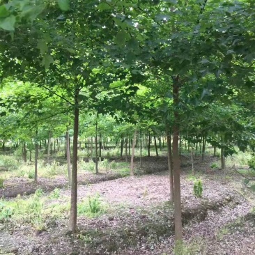 三角枫价格风景行道树三角枫基地工程苗供应