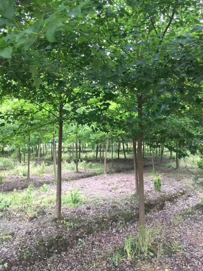 三角枫价格风景行道树三角枫基地工程苗供应