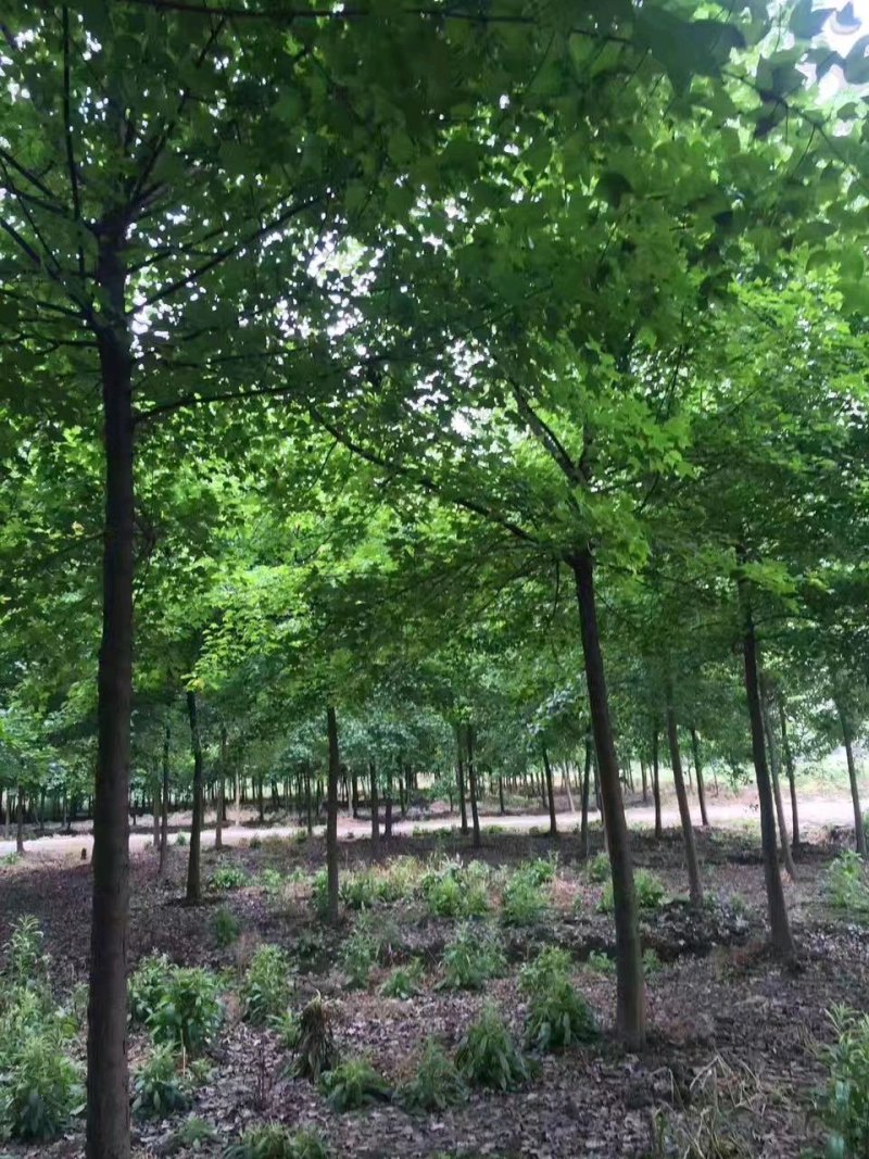 三角枫价格风景行道树三角枫基地工程苗供应
