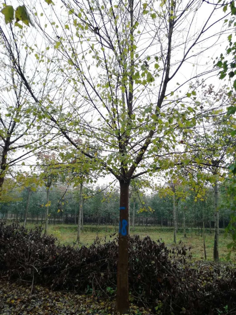 三角枫价格风景行道树三角枫基地工程苗供应