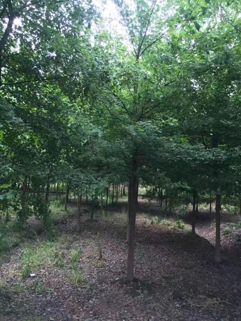 三角枫价格风景行道树三角枫基地工程苗供应