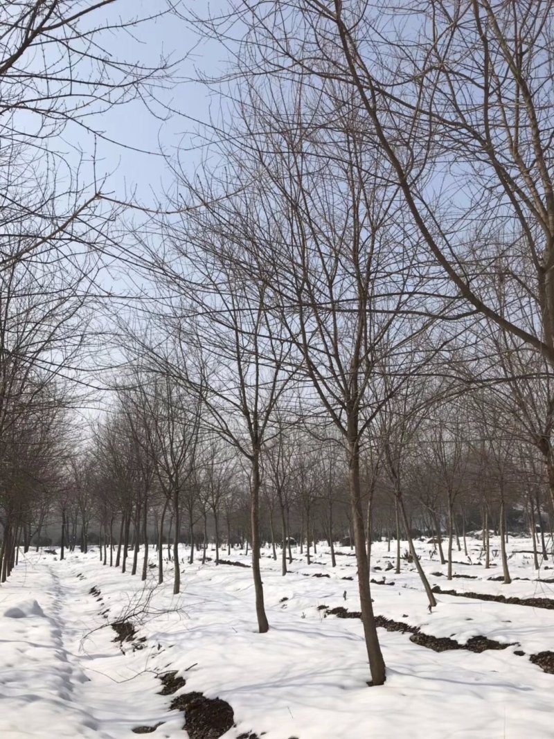 三角枫价格风景行道树三角枫基地工程苗供应